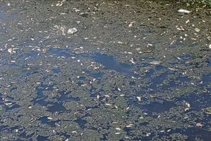 Cá chết nổi trắng kênh nước ở phường Phong Dinh