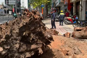 18/185 cây xanh trên đường Trần Hưng Đạo đã bị đốn hạ