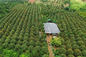 Nhà vườn ở xã Krông Pắc (tỉnh Đắk Lắk) vào vụ thu hoạch sầu riêng. Ảnh: ĐỨC TRUNG 