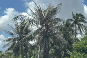 Thủ phủ dừa miền Trung bất lực với sâu đầu đen