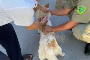 Đồng Nai đẩy lùi bệnh dại