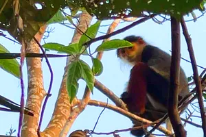 Voọc 7 màu xuất hiện trong vườn nhà dân ở thôn 4 Điền Mỹ