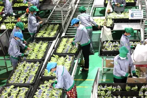 Dây chuyền phân loại, đóng gói chuối xuất khẩu tại khu liên hợp Snuol (tỉnh Kratie, Campuchia)