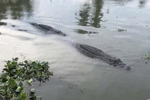 Hình ảnh cá sấu nổi trên sông Tiểu Cần là thông tin không đúng sự thật