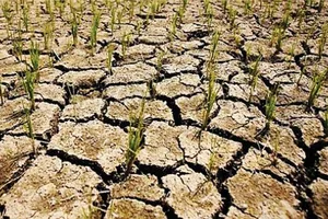 Dự báo El Nino kéo dài, nhiều vùng sản xuất đối mặt nguy cơ hạn hán nặng