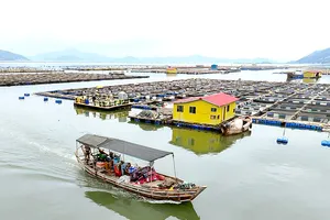 Tàu cá trú ẩn tại khu vực nuôi trồng thủy sản ngoài khơi Sandu'ao (tỉnh Phúc Kiến, Trung Quốc), ngày 10-7. Ảnh: THX
