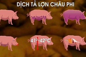 广治省面临非洲猪瘟疫情复发风险。