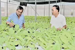 Đề xuất dành hơn 519 tỷ đồng hỗ trợ kinh tế tập thể TPHCM 