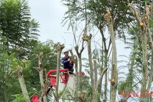 Lâm Đồng: Cắt tỉa cây xanh, đảm bảo an toàn trong mùa mưa bão