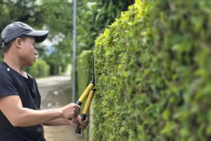 Đẹp mê hoặc hàng rào xanh ở Minh Hóa