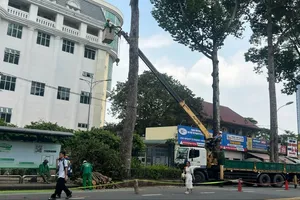Vụ nhánh cây rơi khiến 1 người đi xe máy tử vong: Nguy cơ từ nhiều cây già cỗi