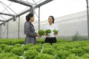 Sản xuất nông nghiệp công nghệ cao là một trong các lĩnh vực được hưởng lợi khi nhiều văn bản được điều chỉnh theo hướng cắt giảm, đơn giản hóa điều kiện đầu tư kinh doanh. Ảnh: SGGP 