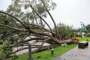 春香湖畔的蓝花楹树连根拔起。图：陈玉瑞
