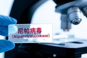 世卫组织：尼帕病毒的全球传播风险低