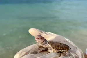 14 cá thể rùa bạch tạng quý hiếm chào đời khỏe mạnh ở Côn Đảo