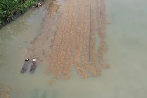 Hàng chục hecta hoa màu của nông dân xã Châu Pha (TPHCM) ngập chìm trong nước. Ảnh: QUANG VŨ