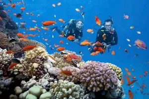 Du khách lặn biển ngắm san hô tại khu vực bãi biển Ông Đụng. Ảnh: QUANG VŨ