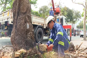 Khẩn trương cắt tỉa cành nhánh, hạ độ cao cho cây xanh 