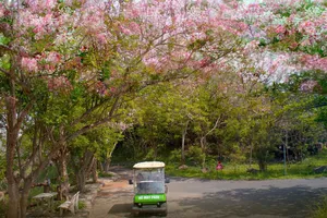 Phường Vũng Tàu hướng đến mô hình “phố xanh muôn sắc hoa”