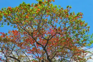 Ngỡ ngàng Côn Đảo mùa bàng thay lá