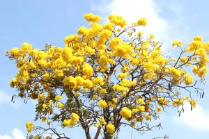 Phường Vũng Tàu: Hoa chuông vàng thu hút du khách