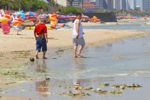 Tảo biển bủa vây nhiều bãi biển ở phía Đông TPHCM 