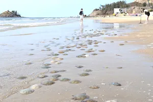 Sâu và sứa xuất hiện nhiều ở biển Vũng Tàu