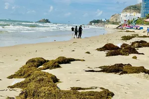 Rong nho dày đặc biển Bãi Sau – Vũng Tàu