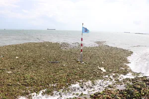 Lục bình tràn ngập Bãi Trước - Vũng Tàu