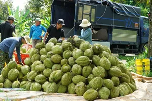 Giá sầu riêng lao dốc, nhà vườn hết lãi 