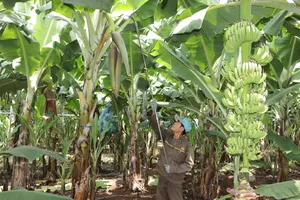 Hoạt động kinh doanh tại các xã phường của TPHCM đang khởi sắc