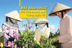 “Đặt báo thức” cho hoa mai nở trúng ngày tết