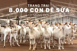 Trang trại  8.000 con dê sữa tại Măng Đen