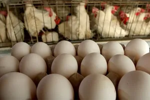 Podcast bản tin trưa 19-5: Hiệp hội Gia cầm lên tiếng về trứng gà giả