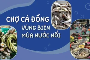 Chợ cá đồng vùng biên mùa nước nổi