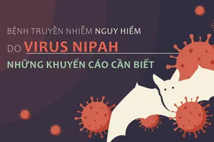 Bệnh truyền nhiễm nguy hiểm do virus Nipah - Những khuyến cáo cần biết