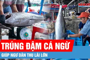 Ngư dân Khánh Hòa trúng đậm cá ngừ đại dương 