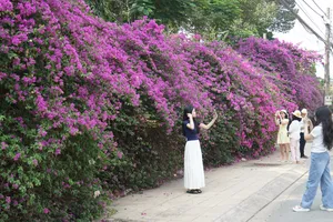 Chiêm ngưỡng "con đường mộng mơ" giữa lòng đô thị