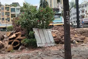 Cải tạo công viên đốn hạ 31 cây xanh 