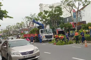 Kiểm tra “sức khỏe” định kỳ cho cây xanh để phòng ngừa rủi ro