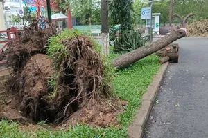 Sau cơn mưa, ngổn ngang cây ngã, đổ ở Công viên Bình Phú