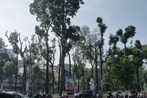 Tiếc nuối khi nhiều cây xanh ở TPHCM bị cắt tỉa trơ trụi