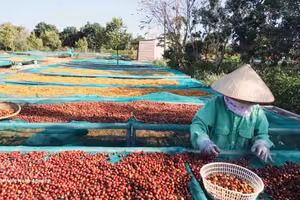 2026年前8个月，越南咖啡出口量近170万吨，出口额超过60亿美元。图自越通社