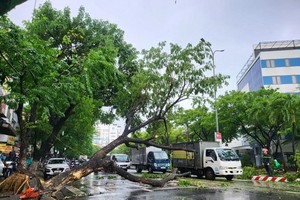 9月12日中午，热带低气压环流带来强风，将岘港市阮友寿街的绿树刮倒。图：春琼