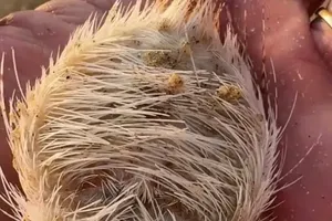 数百只沙海胆被冲上芽庄海滩