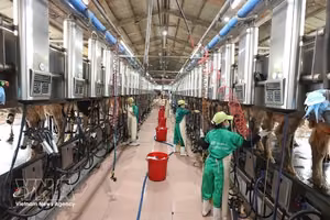 越南乳业股份公司（Vinamilk）位于嘉莱省安仁西乡仁新集中养殖区的奶牛场正在进行牛奶采收。图自 越通社