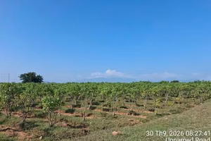 越南有潜力成为麻风树油供应中心