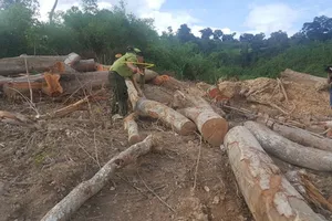 Hiện trường vụ phá rừng