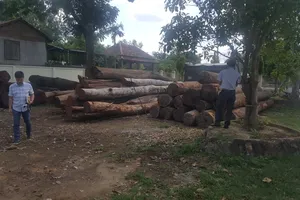 Cơ quan chức năng thu giữ hàng trăm khối gỗ của Phượng "râu"