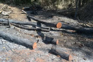 Nhiều diện tích rừng ở Công ty Lâm nghiệp Quảng Sơn bị tàn phá